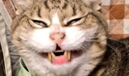 微密猫吃瓜爆料入口,独家内幕一网打尽